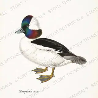 Bufflehead — vintage botanical The Duck Blind print on a white background