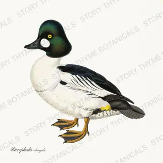 Common Goldeneye — vintage botanical The Duck Blind print on a white background