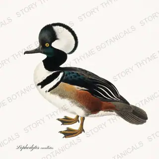 Hooded Merganser — vintage botanical The Duck Blind print on a white background