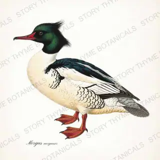 Common Merganser — vintage botanical The Duck Blind print on a white background