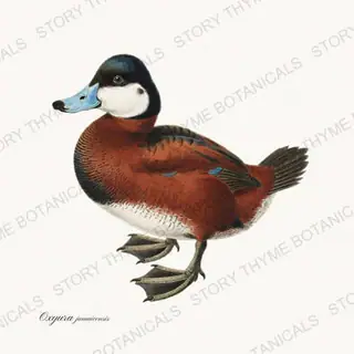 Ruddy Duck — vintage botanical The Duck Blind print on a white background