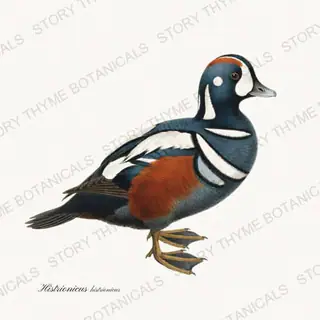 Harlequin Duck — vintage botanical The Duck Blind print on a white background