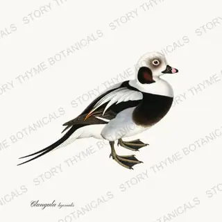 Long Tailed Duck — vintage botanical The Duck Blind print on a white background