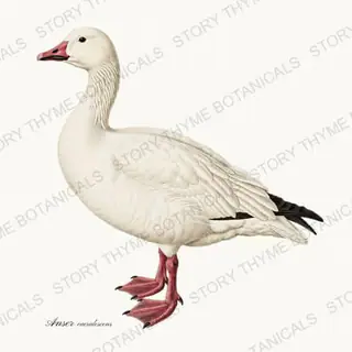 Snow Goose — vintage botanical The Duck Blind print on a white background