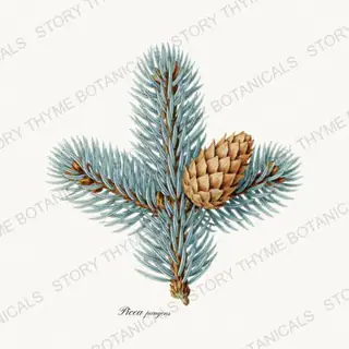 Blue Spruce — vintage botanical Evergreens print on a white background