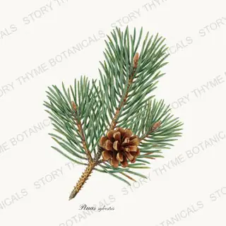 Scots Pine — vintage botanical Evergreens print on a white background