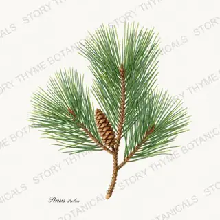White Pine — vintage botanical Evergreens print on a white background