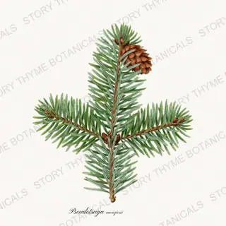 Douglas Fir — vintage botanical Evergreens print on a white background