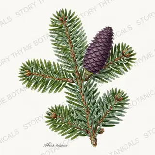 Balsam Fir — vintage botanical Evergreens print on a white background