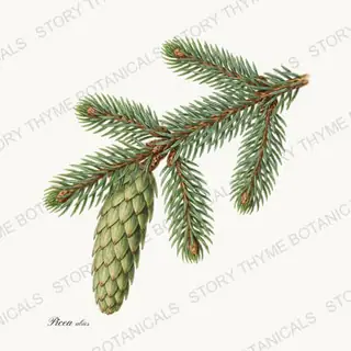 Norway Spruce — vintage botanical Evergreens print on a white background