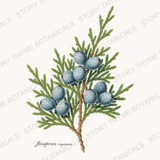 Red Cedar — vintage botanical Evergreens print on a white background