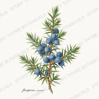 Juniper — vintage botanical Evergreens print on a white background