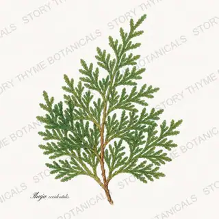 Arborvitae — vintage botanical Evergreens print on a white background