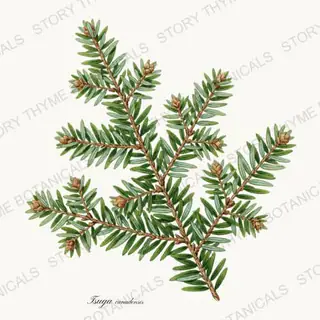 Hemlock — vintage botanical Evergreens print on a white background