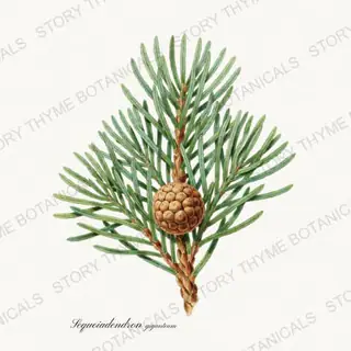 Sequoia — vintage botanical Evergreens print on a white background