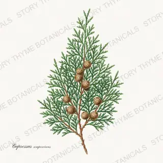 Italian Cypress — vintage botanical Evergreens print on a white background