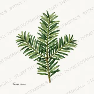 Yew — vintage botanical Evergreens print on a white background