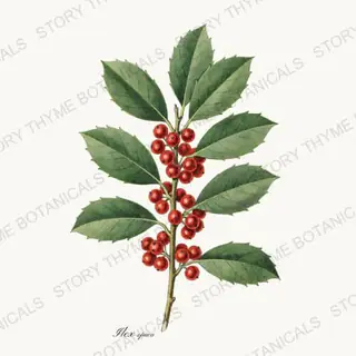 Holly — vintage botanical Evergreens print on a white background