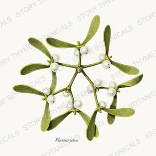 Mistletoe — vintage botanical Evergreens print on a white background