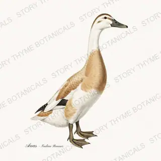 Indian Runner Duck — vintage botanical Farm Waterfowl print on a white background