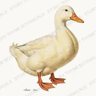Pekin Duck — vintage botanical Farm Waterfowl print on a white background