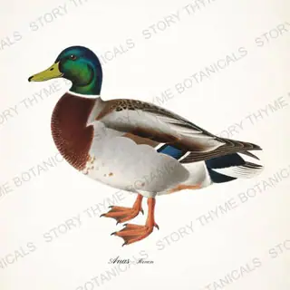 Rouen — vintage botanical Farm Waterfowl print on a white background