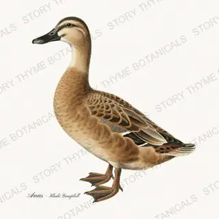Khaki Campbell — vintage botanical Farm Waterfowl print on a white background