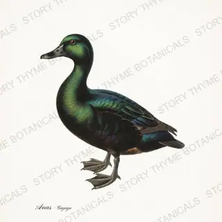 Cayuga — vintage botanical Farm Waterfowl print on a white background