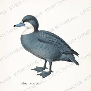 Swedish Blue — vintage botanical Farm Waterfowl print on a white background