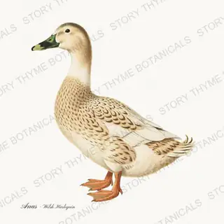 Welsh Harlequin — vintage botanical Farm Waterfowl print on a white background