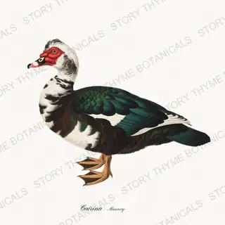 Muscovy — vintage botanical Farm Waterfowl print on a white background