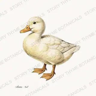 Call Duck — vintage botanical Farm Waterfowl print on a white background