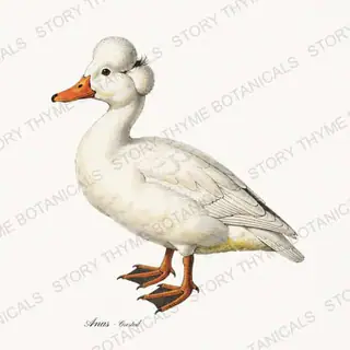Crested Duck — vintage botanical Farm Waterfowl print on a white background
