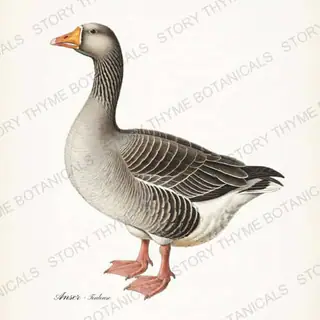 Toulouse Goose — vintage botanical Farm Waterfowl print on a white background