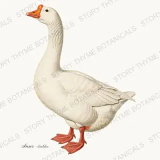 Embden Goose — vintage botanical Farm Waterfowl print on a white background