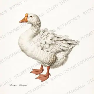Sebastopol Goose — vintage botanical Farm Waterfowl print on a white background