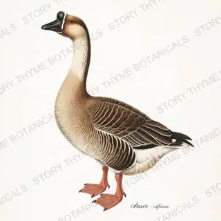African Goose — vintage botanical Farm Waterfowl print on a white background