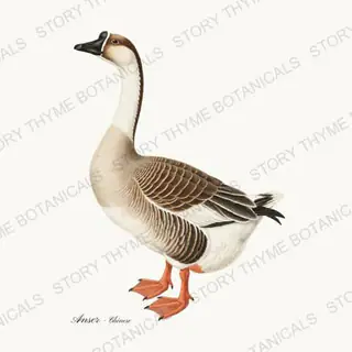Chinese Goose — vintage botanical Farm Waterfowl print on a white background