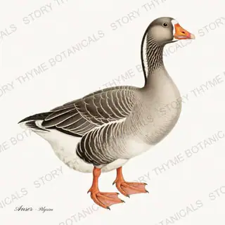 Pilgrim Goose — vintage botanical Farm Waterfowl print on a white background