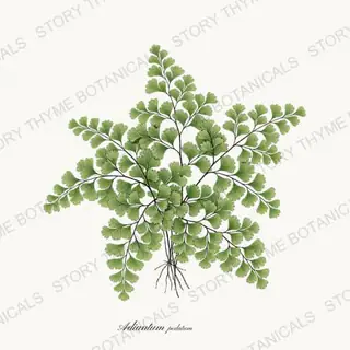 Maidenhair Fern — vintage botanical Ferns & Fronds print on a white background