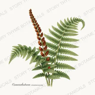 Cinnamon Fern — vintage botanical Ferns & Fronds print on a white background