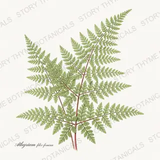 Lady Fern — vintage botanical Ferns & Fronds print on a white background