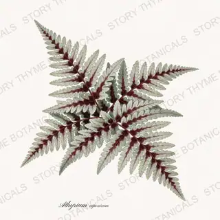Painted Fern — vintage botanical Ferns & Fronds print on a white background