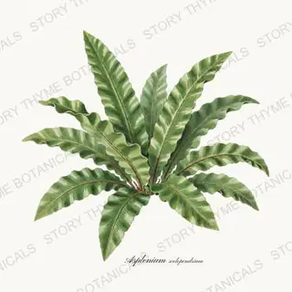 Harts Tongue — vintage botanical Ferns & Fronds print on a white background