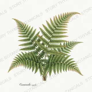 Royal Fern — vintage botanical Ferns & Fronds print on a white background