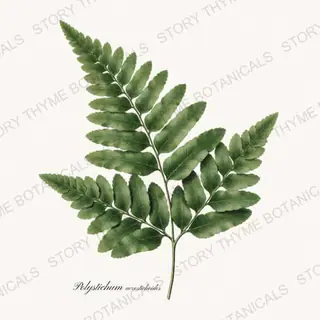 Christmas Fern — vintage botanical Ferns & Fronds print on a white background