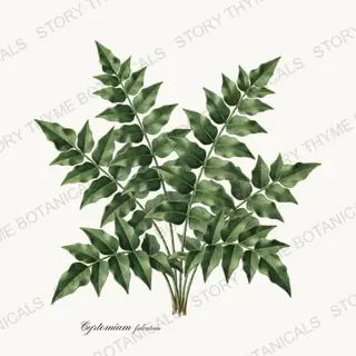 Holly Fern — vintage botanical Ferns & Fronds print on a white background