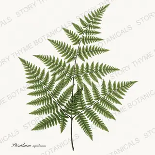 Bracken — vintage botanical Ferns & Fronds print on a white background