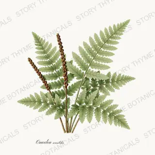 Sensitive Fern — vintage botanical Ferns & Fronds print on a white background