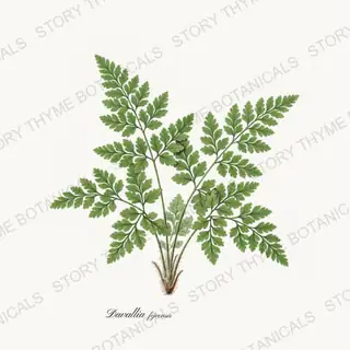 Rabbits Foot Fern — vintage botanical Ferns & Fronds print on a white background